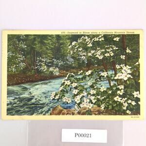 Vintage 1944 Linen Postcard Dogwood in Bloom California Mountain Stream Flowers